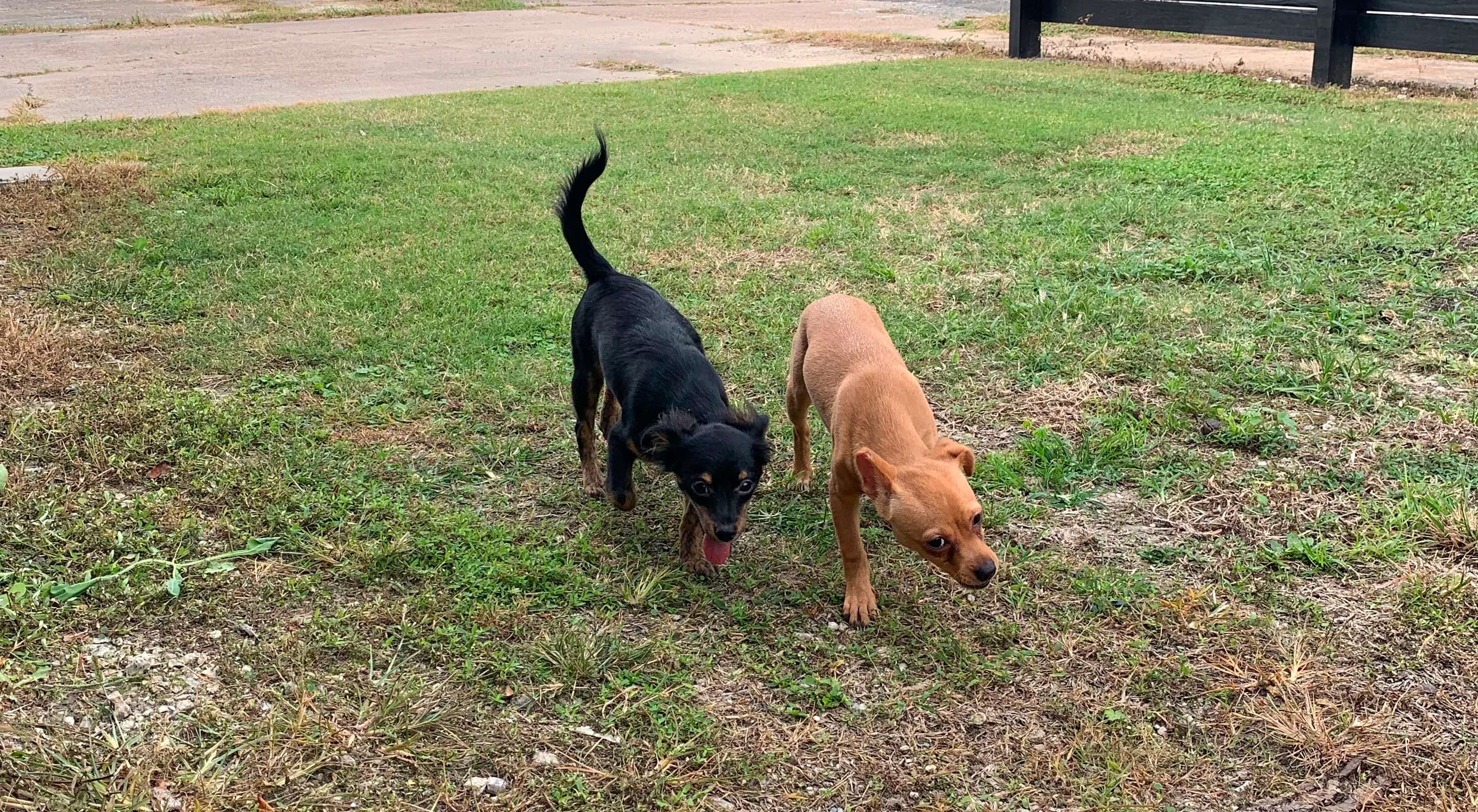 Brown dog and black dog playing outdoors